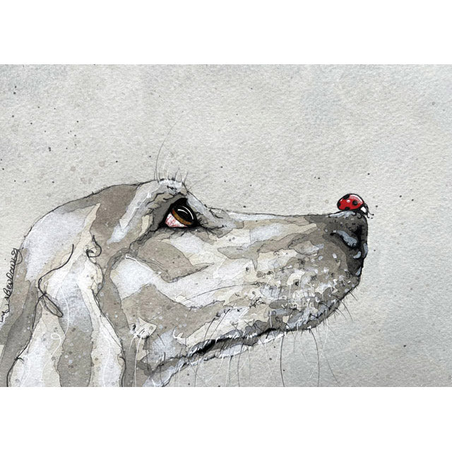 Ladybird