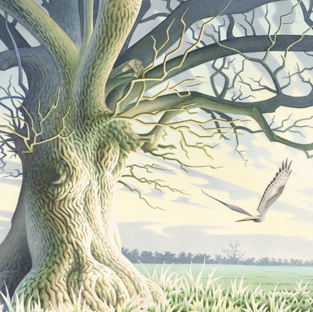 The Blue Oak