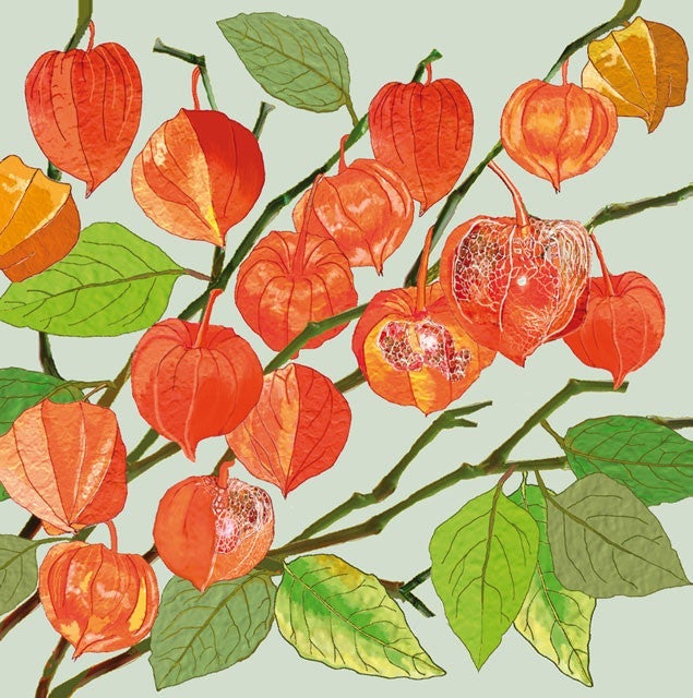 Physalis