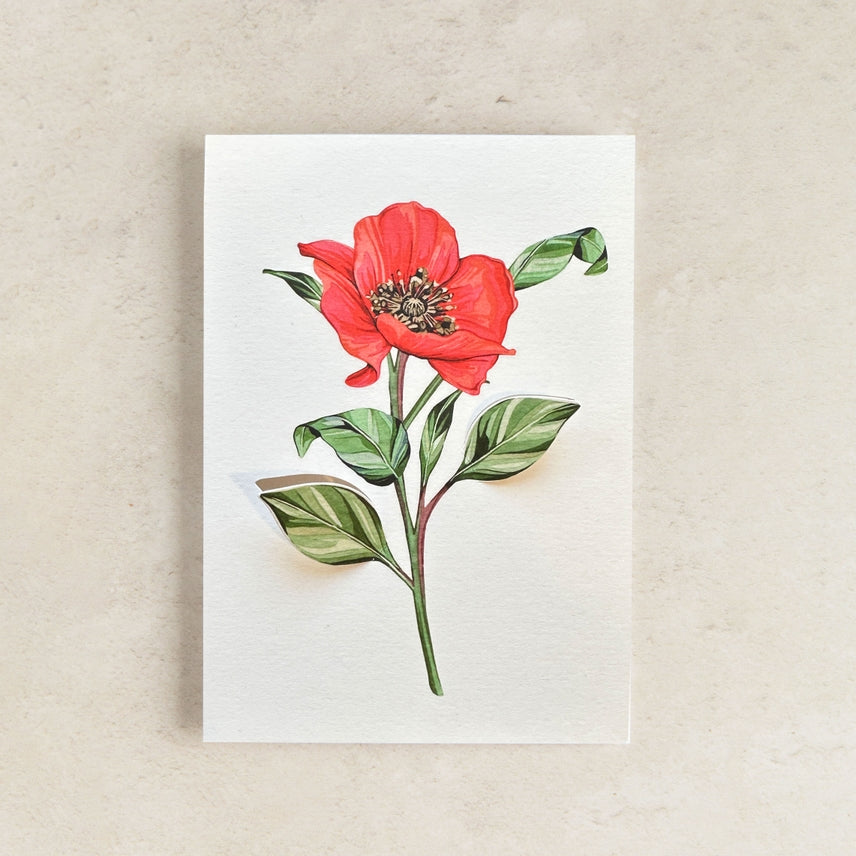 Pop Out Poppy