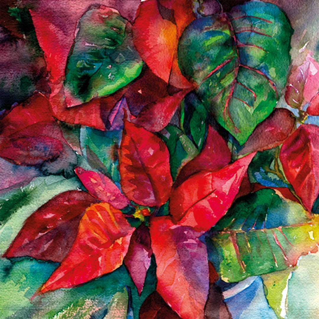 Poinsettia