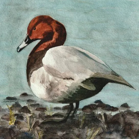 Pochard