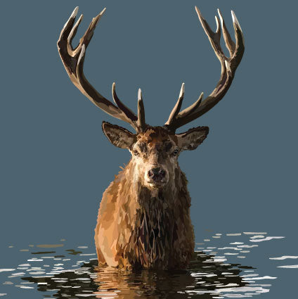 Stag in Water