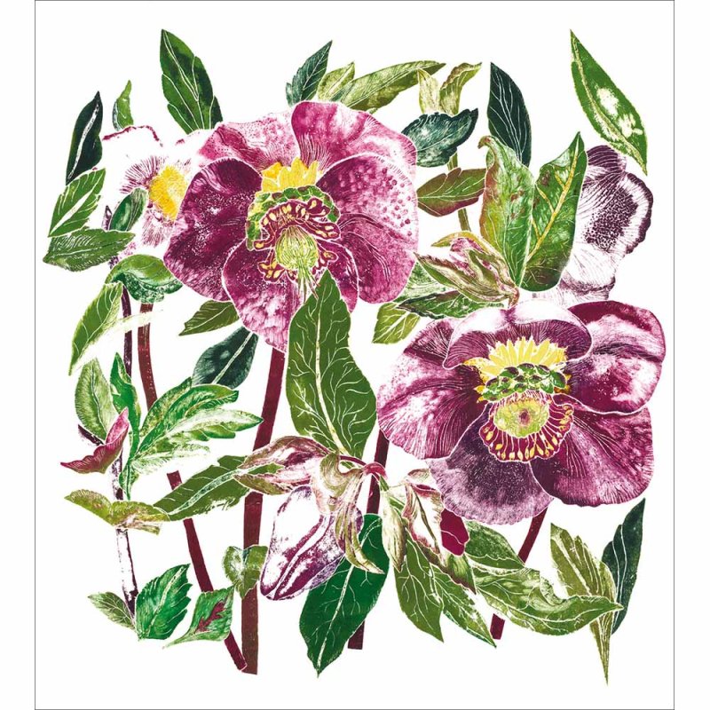 Hellebore