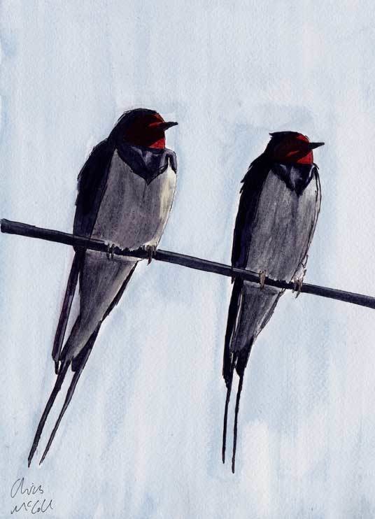 Swallows