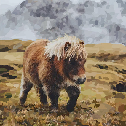 Shetland Pony