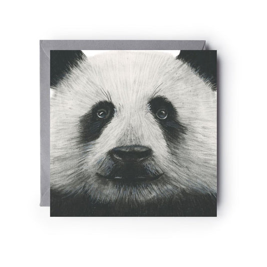 Cepheus the Panda