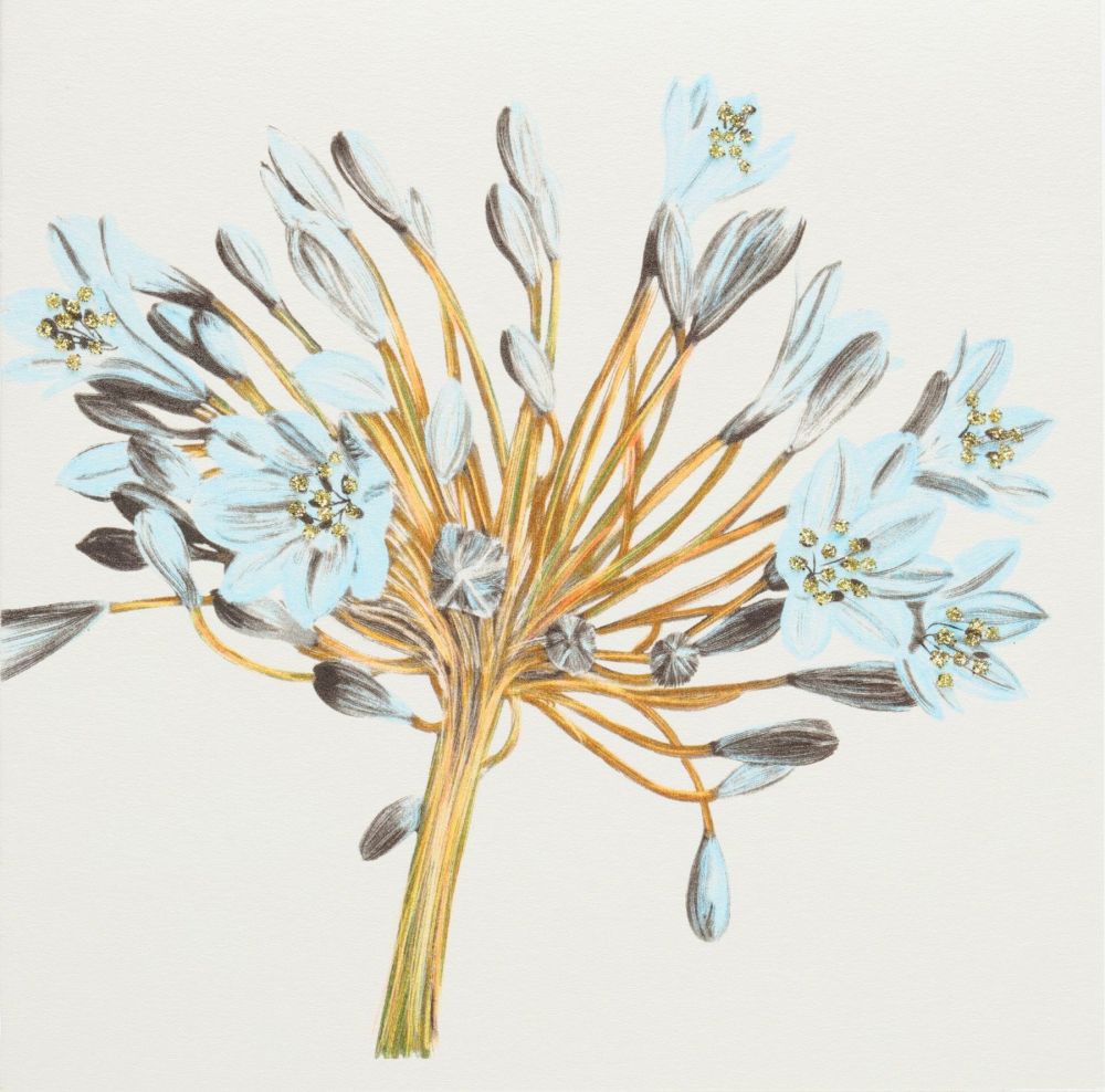 Agapanthus