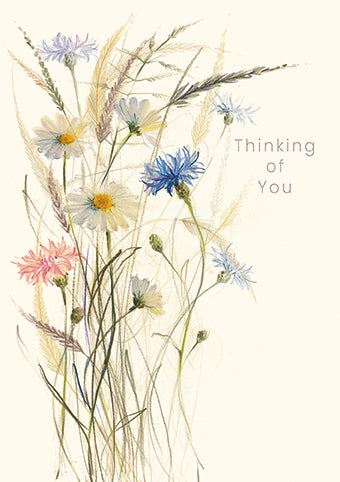 Oxeye Daisies Thinking of You