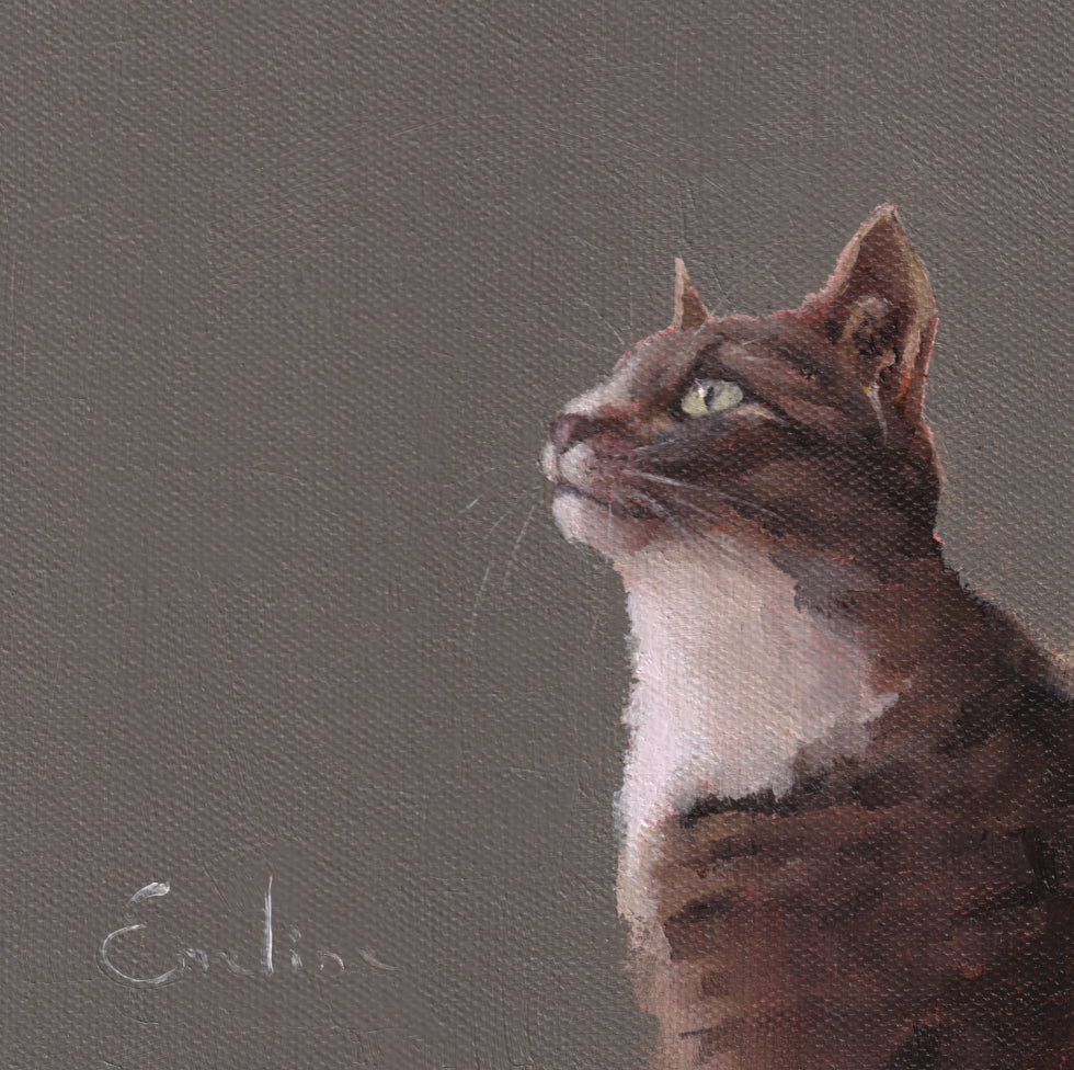 Tabby Cat