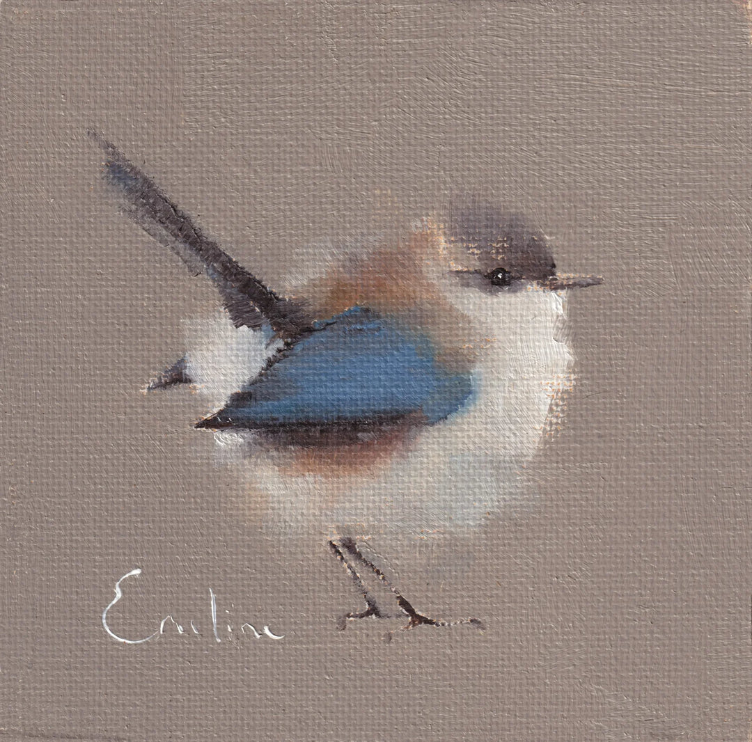 Winter Fairy Wren