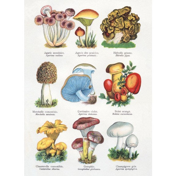 BRITISH TRESS & TYPES OF MUSHROOMS