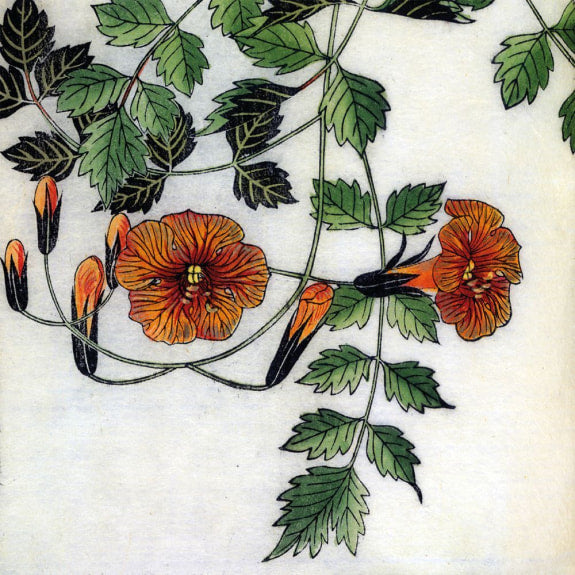 BOTANICAL PRINTS