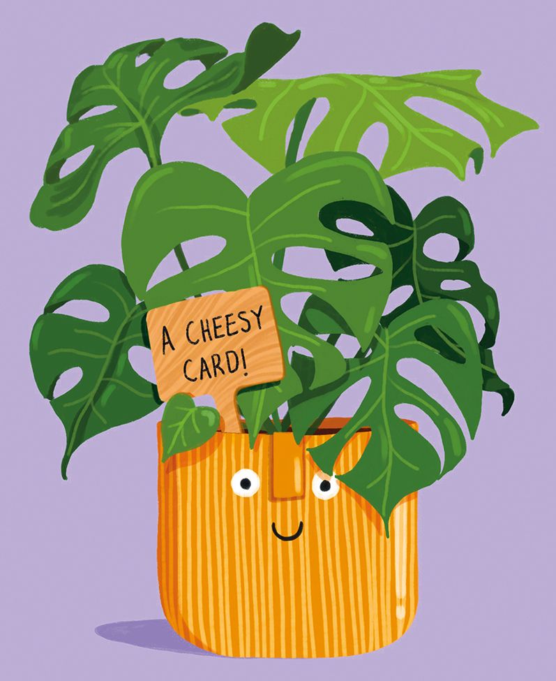 Cheese Plant