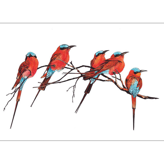 Carmine Bee-eaters (Africa)