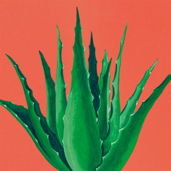 ALOE VERA