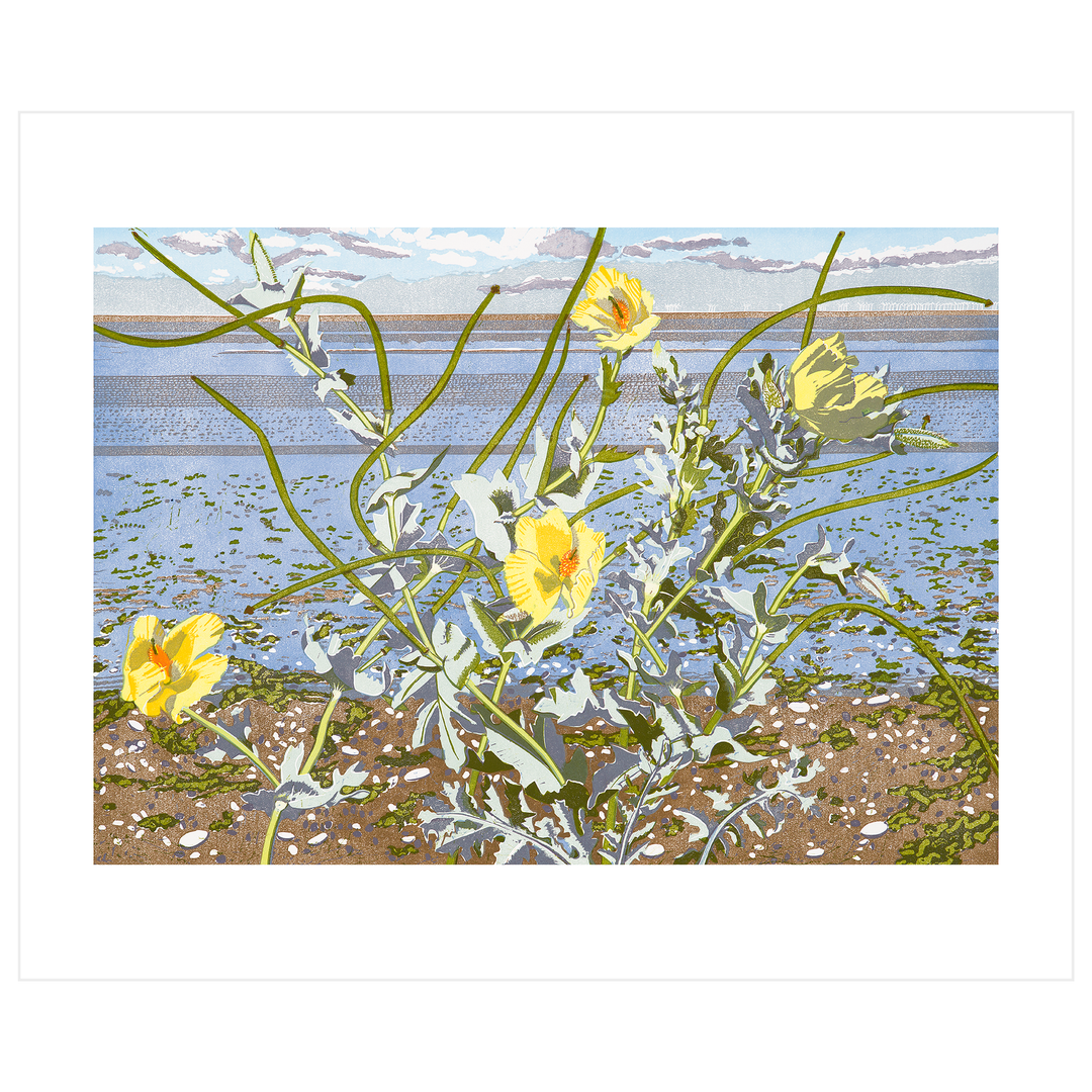 Horned Poppy at Snettisham