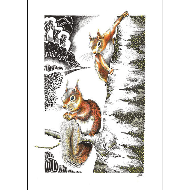 Red Squirrels on Silver Birch
