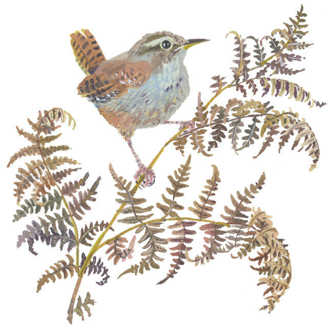 Bracken Wren