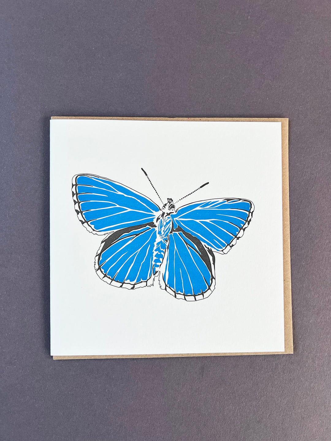 Adonis Blue Butterfly