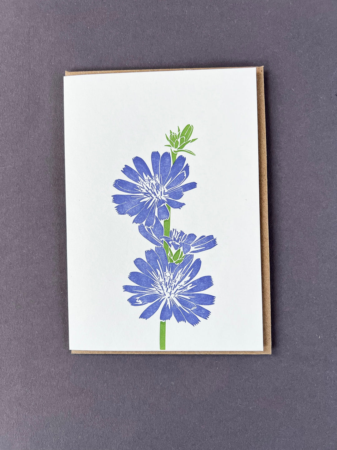 Chicory