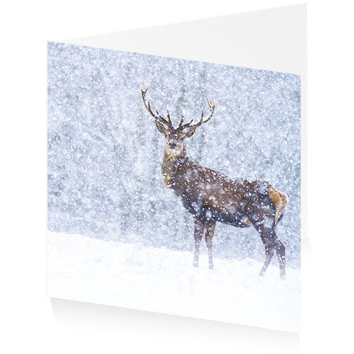 Red deer in snow