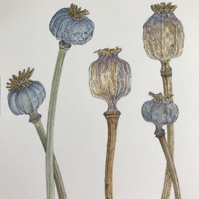 Poppy Seed Heads