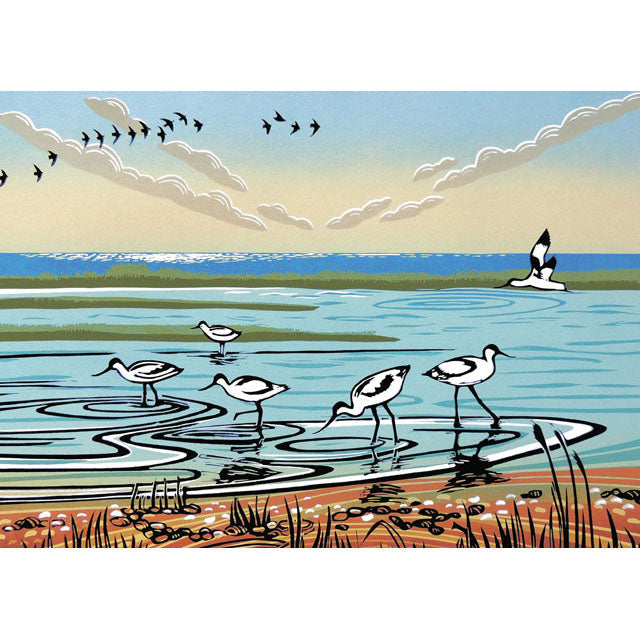 Wetland Avocets