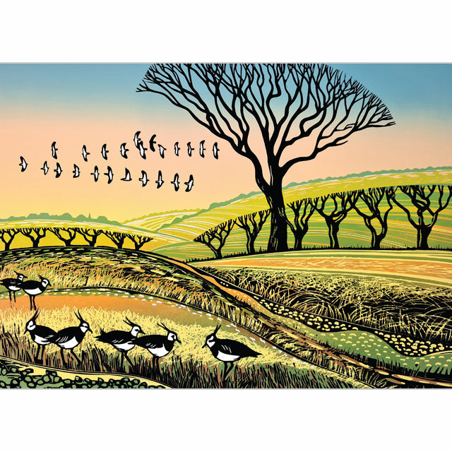 Lapwings Arriving