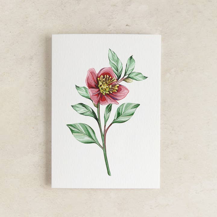 Mini Hellebore