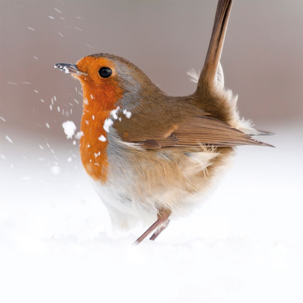 TERRITORIAL STRUT