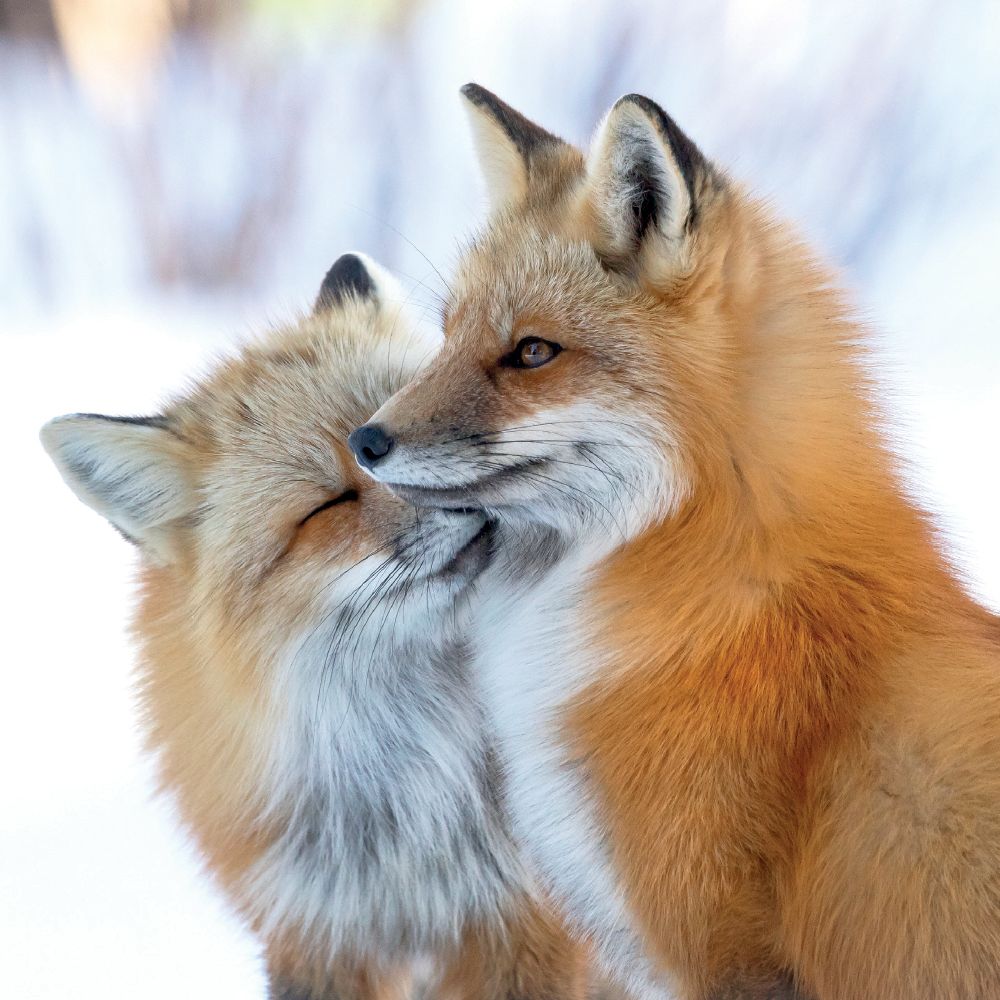 FOX AFFECTION