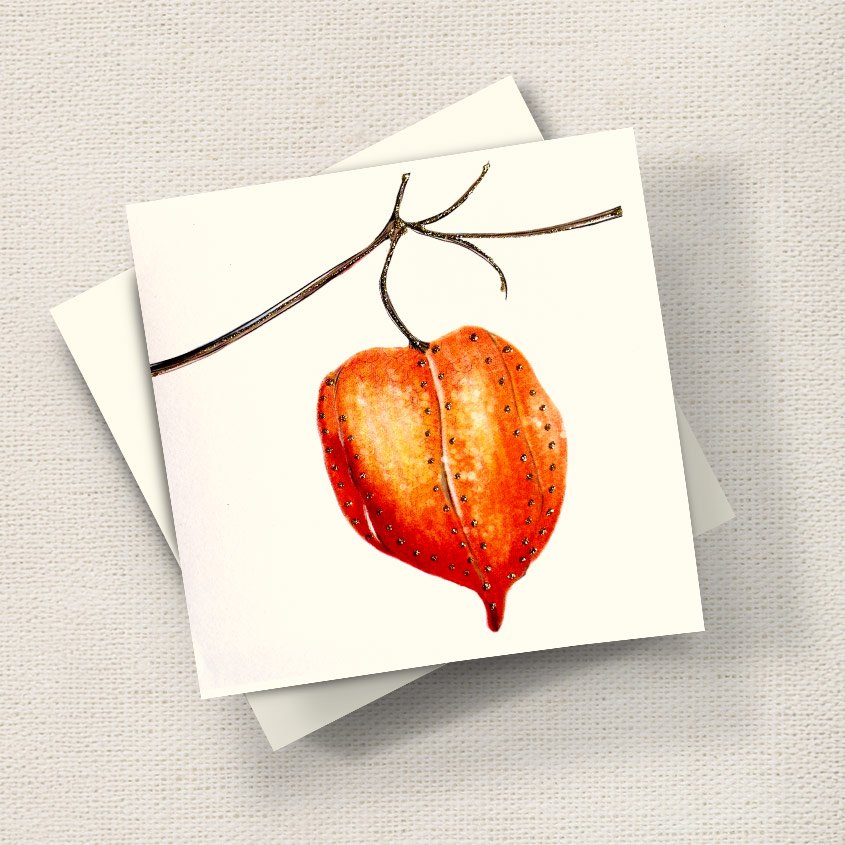 Chinese Lantern Flower