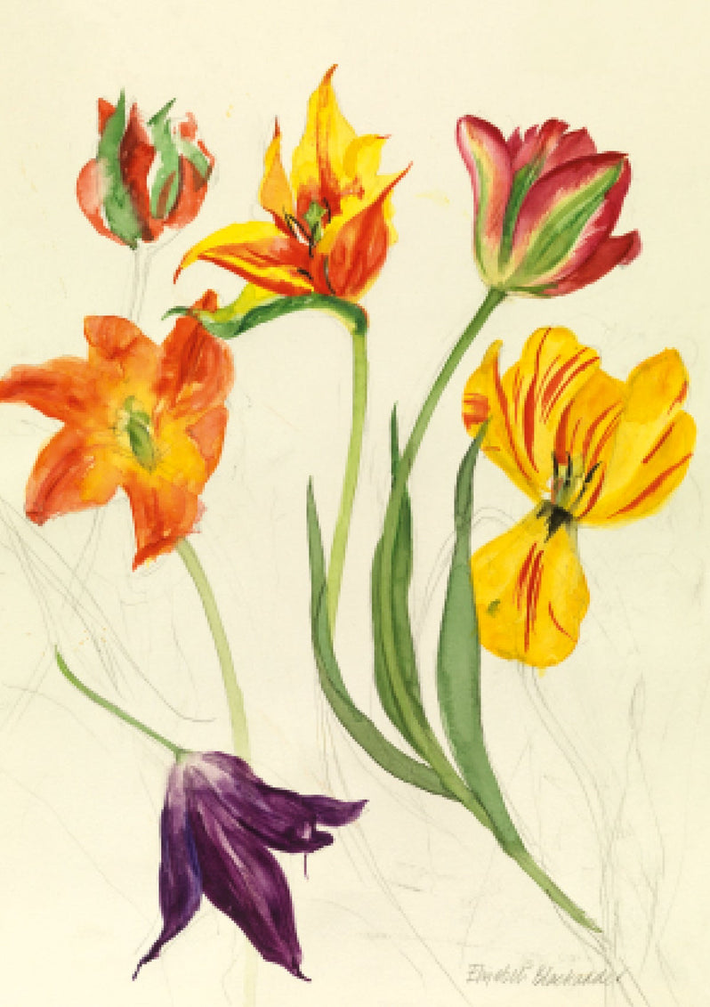 Tulips, Watercolour