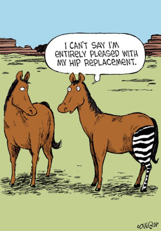 Hip Replacement