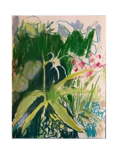 Spider Lily