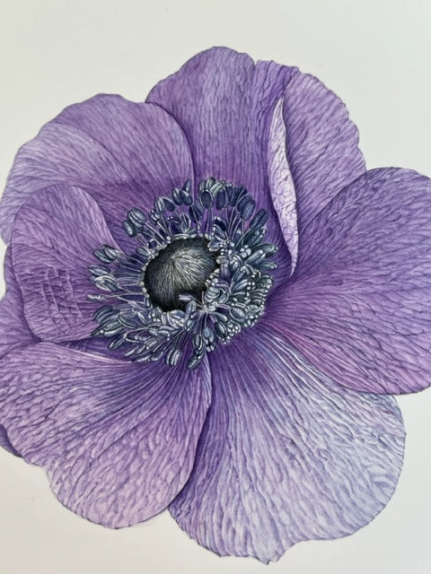 Anemone