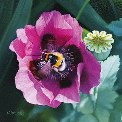 Poppy with Bee