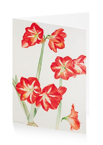 Amaryllis