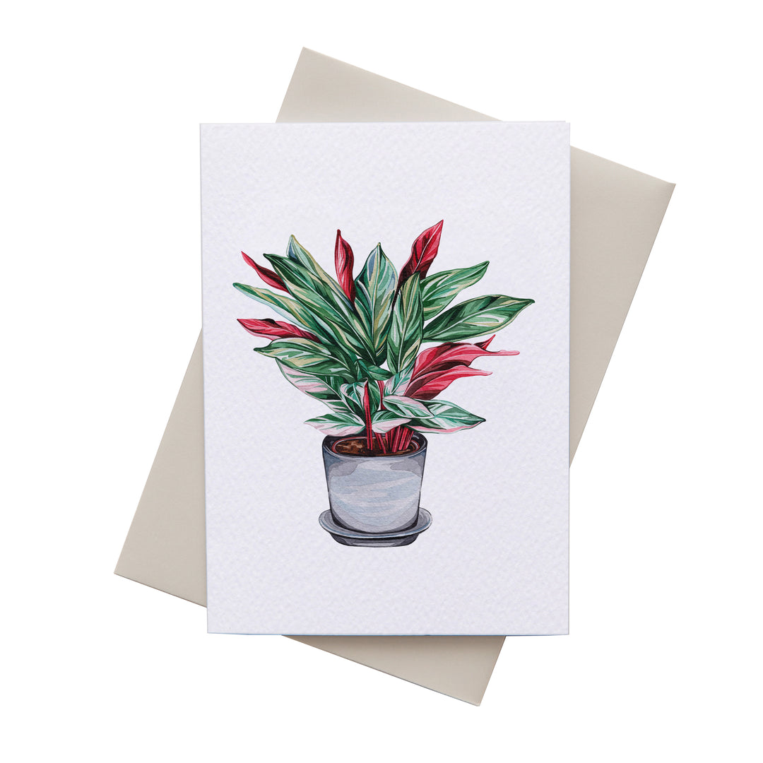 Calathea Plant