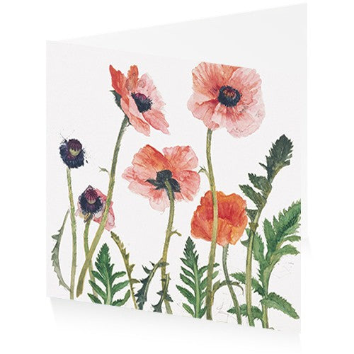 Floral Poppies and Amaryllis